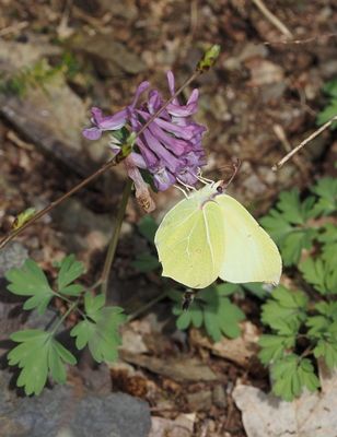 Yellow butterfly