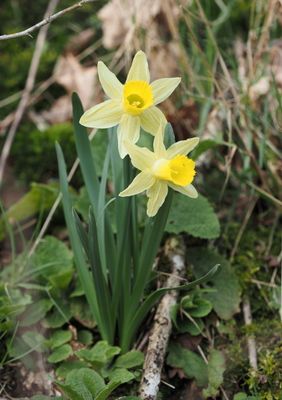 Daffodils