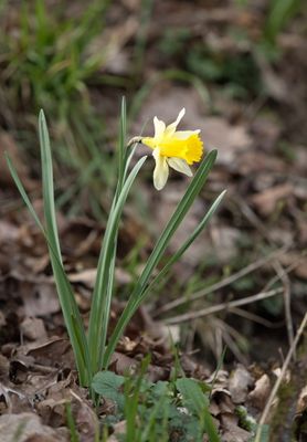 Daffodil proudly standing its ground
