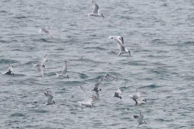 Tern on what appears to be a successful fishing expedition