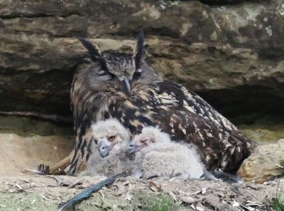 Eagle owl with two chicks aged one and two two days respectively