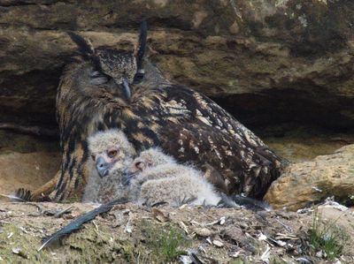 Eagle owl with two chicks aged one or two days respectively