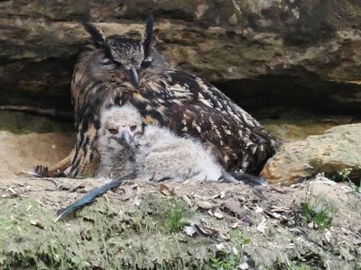 Eagle owl with two chicks aged one or two days respectively