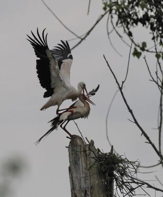 White storks