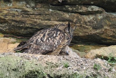 Eagle owl with chick - sweet dreams