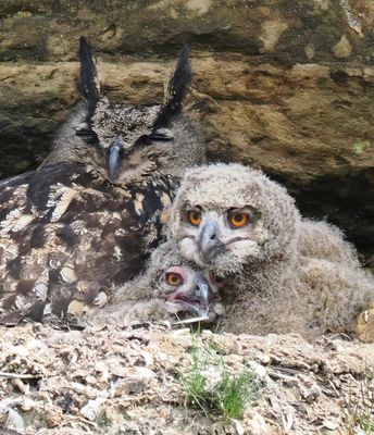 Eagle owls