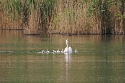 Swan with cygnets