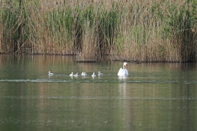 Swan with cygnets