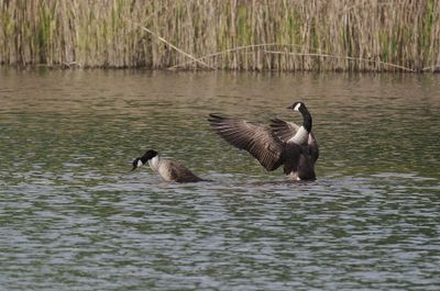 Canada geese