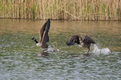 Canada geese