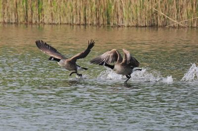 Canada geese