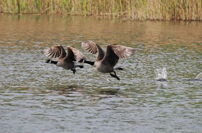 Canada geese