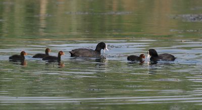 Coot family