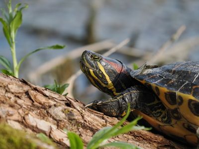 Turtle