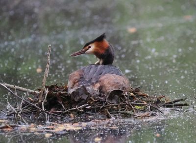 Great crested grebe