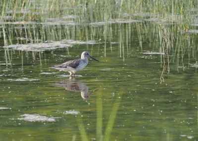 Greenshank - chevalier aboyeur - Grnschenkel - Grngpatt - Tringa nebularia