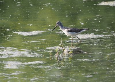 Greenshank - chevalier aboyeur - Grnschenkel - Grngpatt - Tringa nebularia