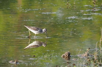 Greenshank - chevalier aboyeur - Grnschenkel - Grngpatt - Tringa nebularia