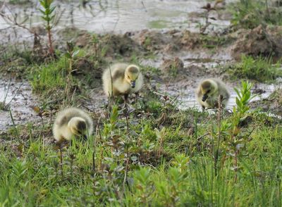 Canada geese - goslings