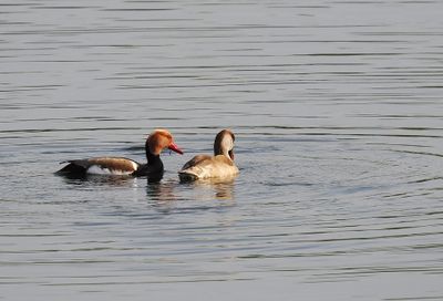 Red-crested pochard - nette rousse - Kolbenente - Krounenint - Netta rufina