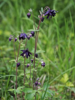 Aquilegia - columbine - ancolie - Akelei