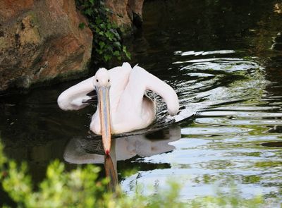 Pelican