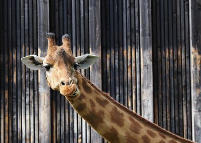 Giraffe