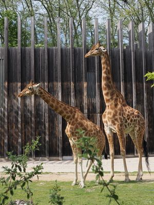 Giraffes