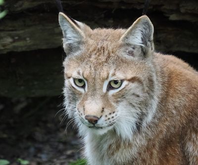 Lynx