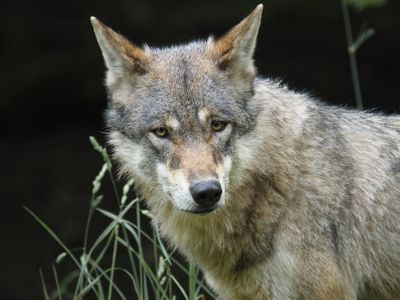 European wolf