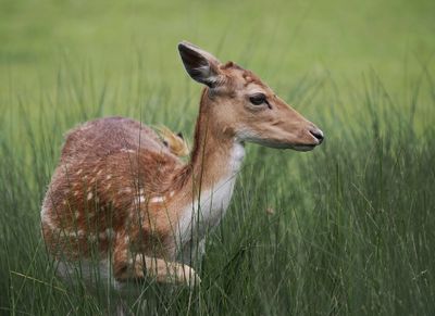 Fallow deer