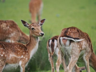 Fallow deer