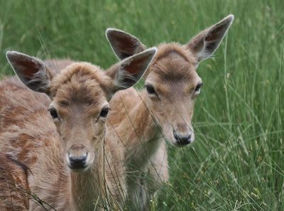 Fallow deer