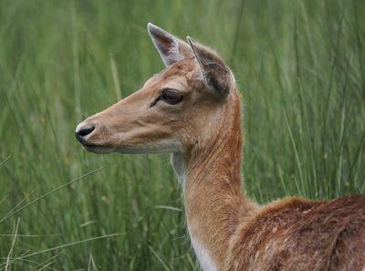 Fallow deer