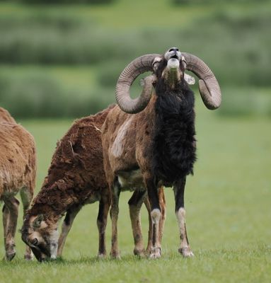 Mouflons