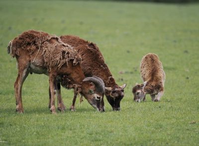 Mouflons