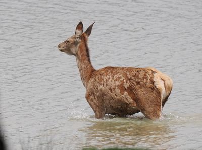 Red deer