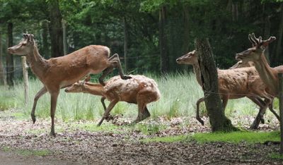 Red deer