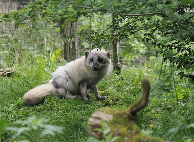 Polar fox