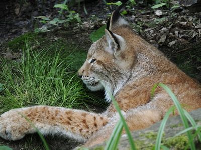 Lynx