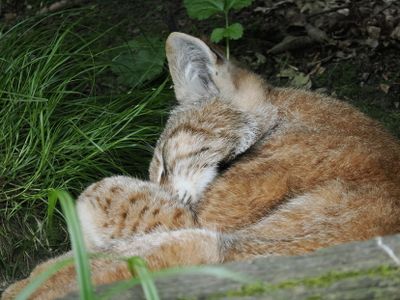 Lynx