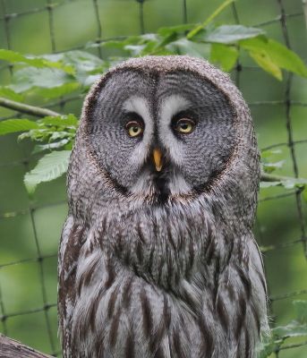 Great Grey owl