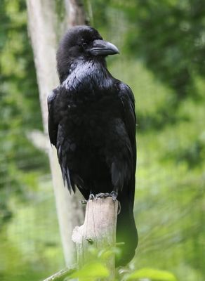 Raven