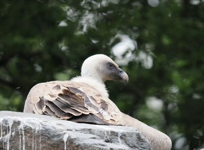 Vulture