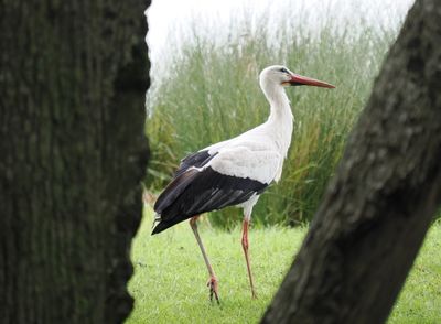 White stork