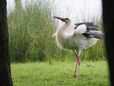 White stork