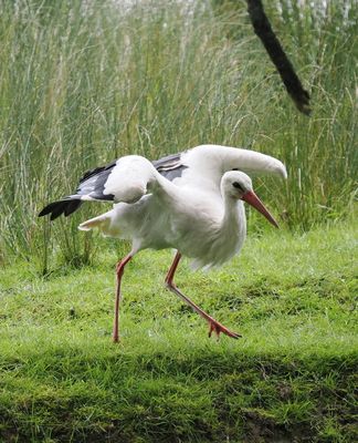 White stork