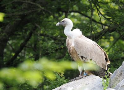 Vulture