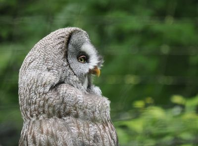 Great Grey owl