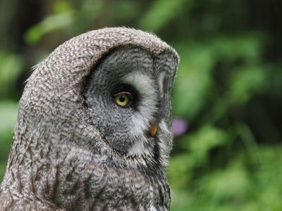 Great Grey owl